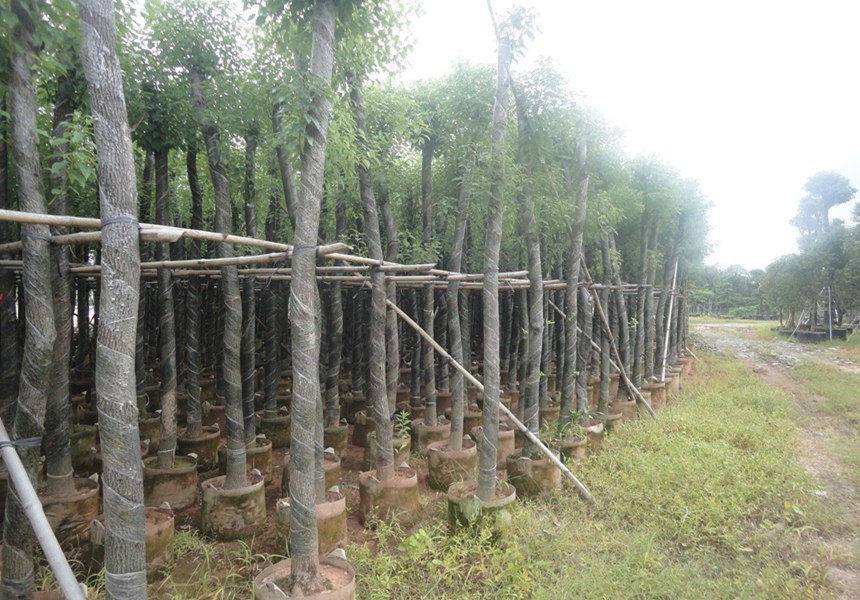 園林景觀工程中景觀樹(shù)的用途