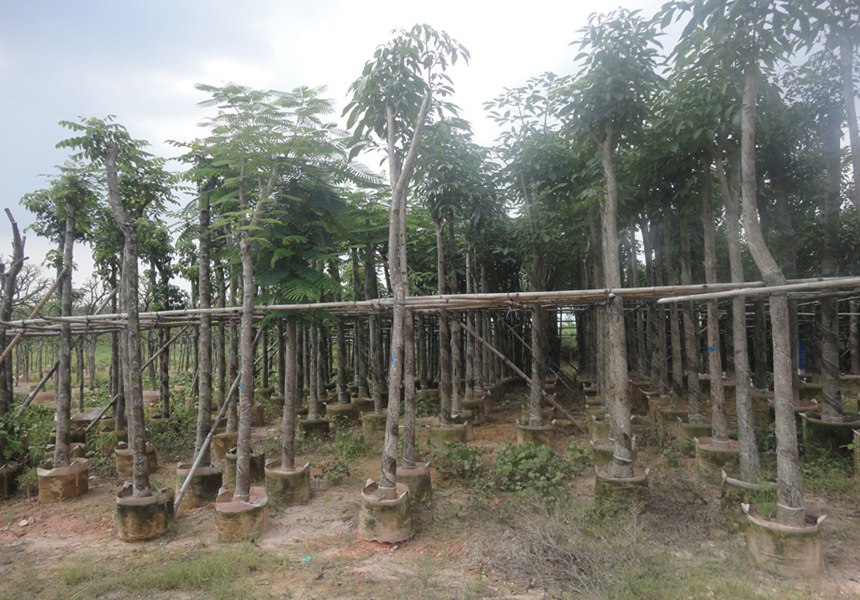 全國(guó)各地區(qū)園林景觀適合種植的喬木類(lèi)有哪些