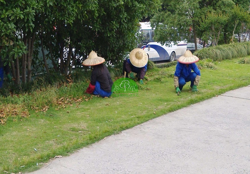 園林養(yǎng)護在園林綠化中的地位