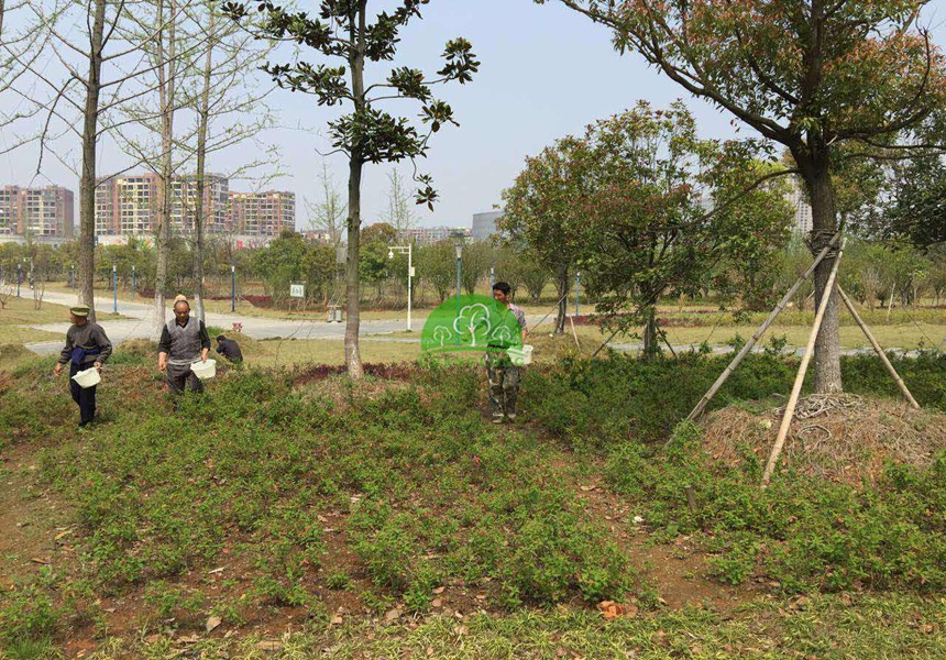 冬季園林植物常見病蟲害及防治方法